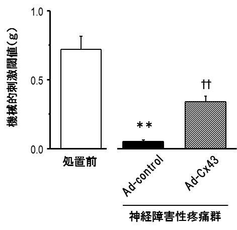 図2. 神経障害性疼痛に対するconnexin43発現量回復による疼痛緩和効果