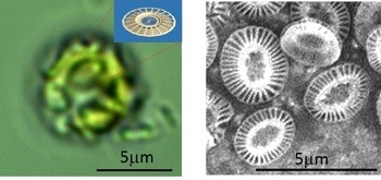 図１　円石藻Emiliania huxleyi の藻体と円石（ココリス：coccolith）