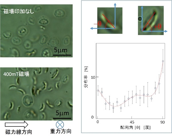 図２　円石藻Emiliania huxleyi から遊離した円石の磁場配向