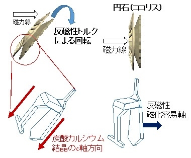 図３　円石の磁場配向のメカニズム