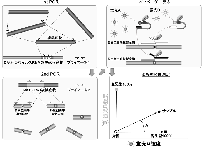 本測定法の概略図