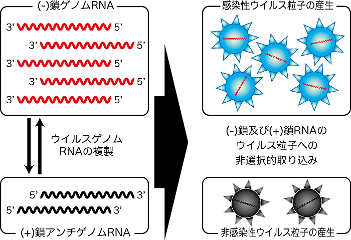 図１：ウイルスのゲノム長RNA合成とウイルス粒子への非選択的取り込み