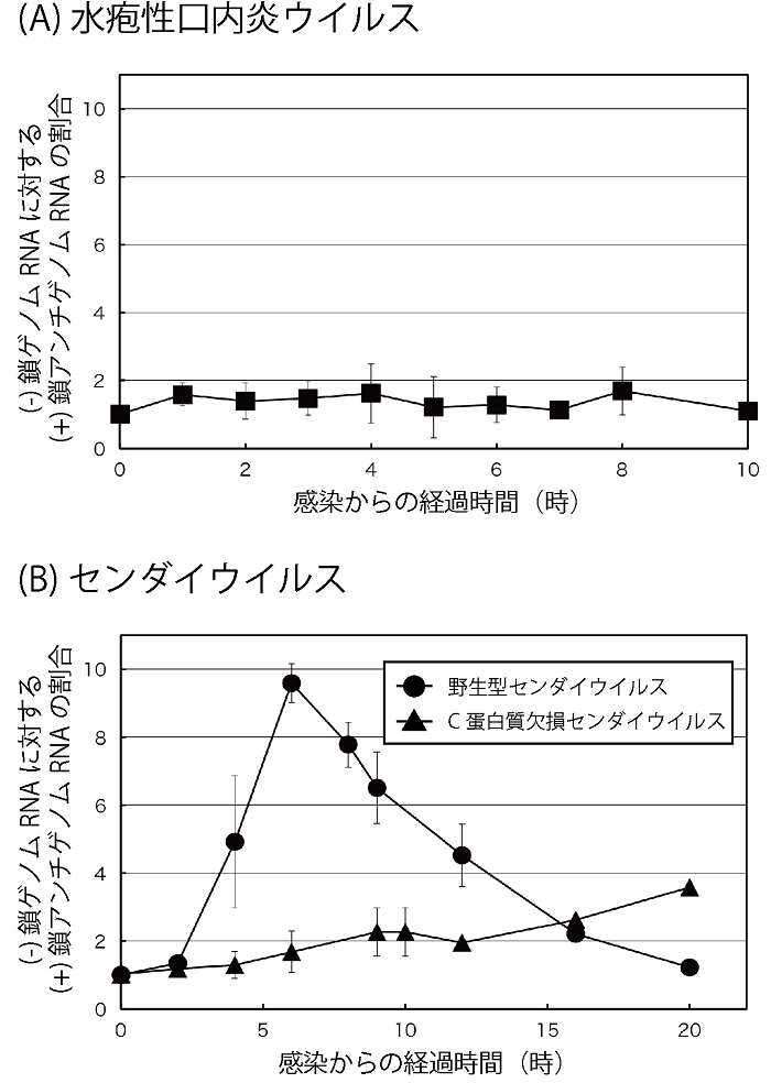 図２：(-)鎖ウイルス感染における(-)鎖ゲノム及び(+)鎖アンチゲノムRNA