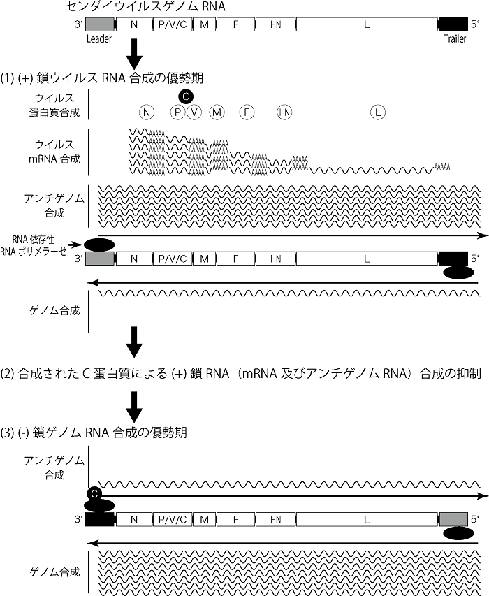 図３：新規(-)鎖RNAウイルスRNA合成制御モデル（センダイウイルスパラダイム）