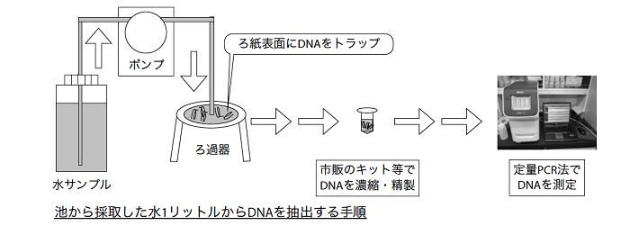 池から採取した水１リットルからDNAを抽出する手順