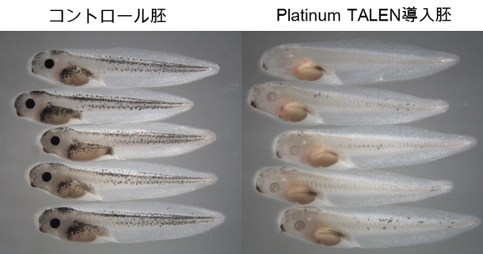 図２　アフリカツメガエルの色素合成に関与する遺伝子をPlatinum TALENによって破壊した例