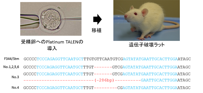 図３　（上図）ラットでのPlatinum TALENによる遺伝子破壊のイメージ図（下図）導入された変異