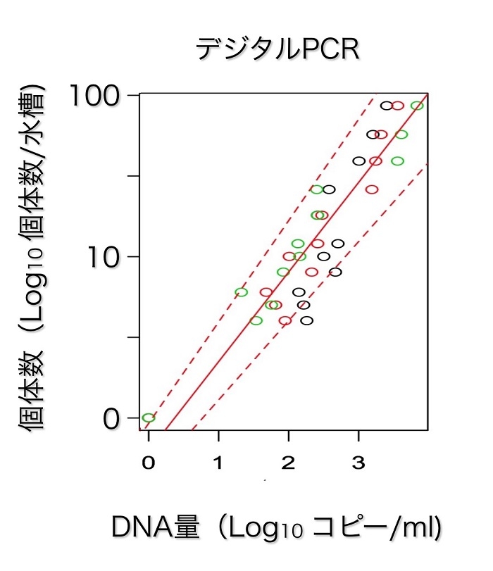 図２　水槽内のコイに特異的な環境DNA量と個体数（匹数）の関係