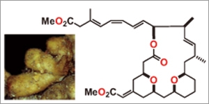 海綿動物から得られた新規抗がん剤候補イグジグオリド