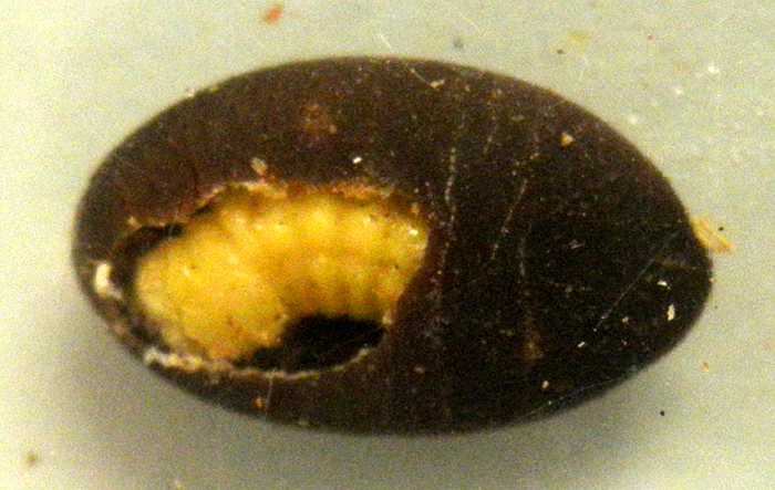 図２：サイカチ種子（長さ約8 mm）を摂食中のサイカチマメゾウムシ幼虫