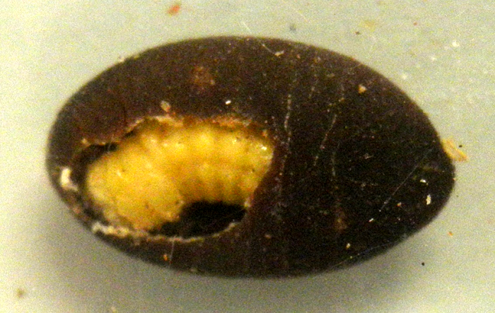 図2:サイカチ種子(長さ約8 mm)を摂食中のサイカチマメゾウムシ幼虫