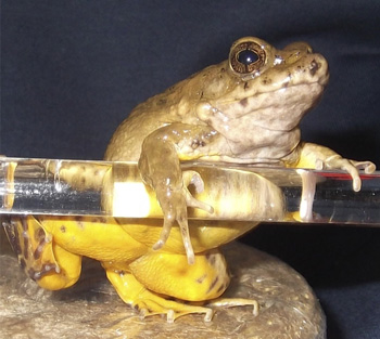 サドガエルの写真