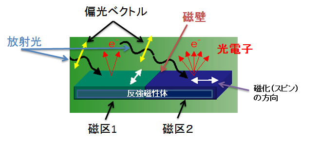 図1：偏光ベクトルと磁化方向のなす角度の違いによって反強磁性体の磁区から飛び出してくる光電子の数の違いを示す模式図。