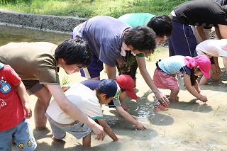 附属幼稚園の園児たちが田植えを体験