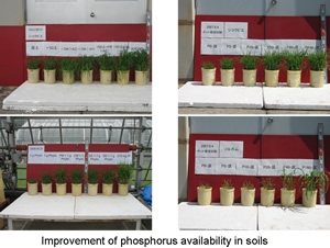 土壌リンの利用性改善