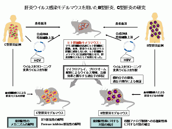 肝炎ウイルス感染モデルマウスを用いたB型肝炎,C型肝炎の研究