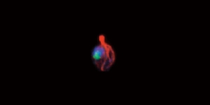 Fluorescence microscopy of actin (red), nuclear DNA (blue), and nucleolar proteins (green) in yeast