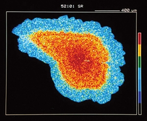 Strontium distribution in otolith of ayu