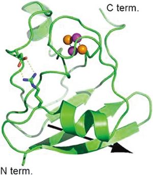 Electron-carrier protein in photosynthesis