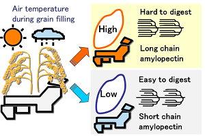 Prediction of sake making properties of rice grains by meteorological data