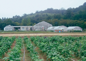 Soybean plants and experimental field