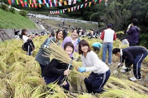 Students harvested rice in our research field.