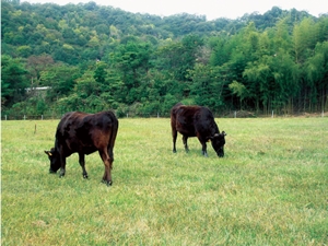 A pasture grazed by Japanese black breeding cattle