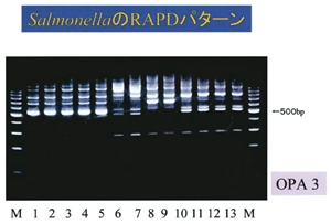 DNA analysis of Salmonella isolated from the natural environment