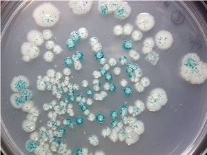 Induction of mutations in Escherichia coli by reverse transcriptase