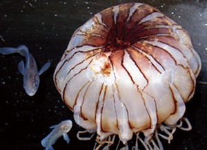 Butter fish associated with venomous jellyfish