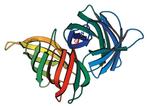 Molecular structure of a multi-functional algal lectin
