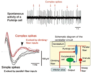 Cerebellar circuit involved in fear learning