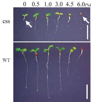 Mutant (css) seedlings with altered cell wall and abnormal sucrose sensitivity (indicated by arrows) developed in our laboratory