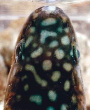 Head of a char, Salvelinus leucomaenis imbrius