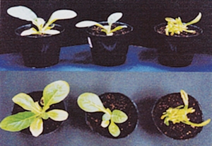 Transgenic plants