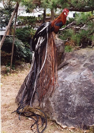 "Onagadori" breed in native Japanese chickens