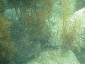 ガラモ場(褐藻ホンダワラ類)と魚