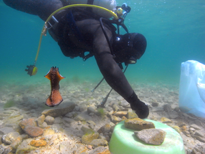 Observation of submarine groundwater discharge