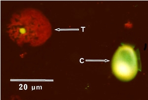 Two microbial protists: a thraustochytrid (T) and a cilitae (C)