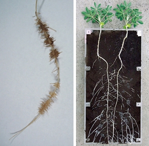 right) Lupine plants which can grow well under low P condition. left) Cluster root formed by lupin plants to enhance P acquisition.