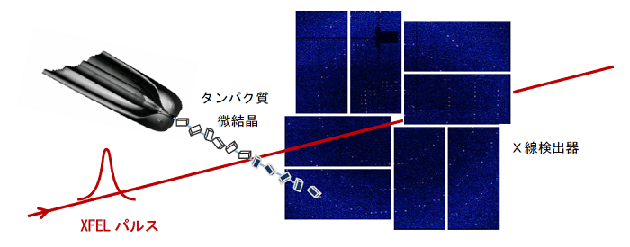 図１．XFELを用いたシリアルフェムト秒Ｘ線結晶構造解析実験の概念図