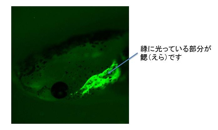 アフリカツメガエルのオタマジャクシにおいて、鰓（えら）で発現するタンパク質を可視化した像