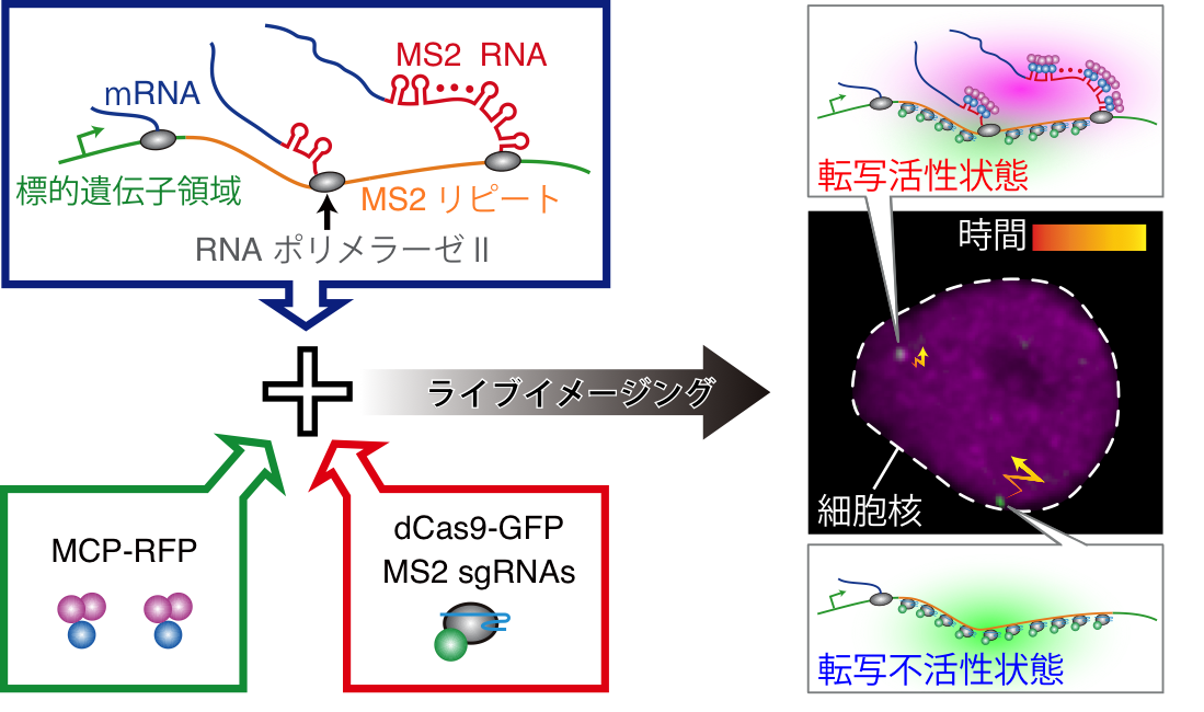 模式図
