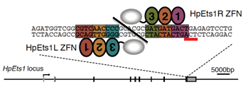 図１　HpEts1遺伝子を切断するジンクフィンガーヌクレアーゼ(ZFN)の設計・作製