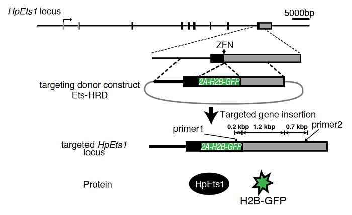 図２　ZFNとドナー構築を用いたGFP遺伝子の挿入