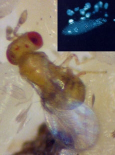卵寄生蜂TrichogrammaとWolbachia（DAPIで光っている部分）