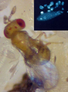 卵寄生蜂TrichogrammaとWolbachia(DAPIで光っている部分)