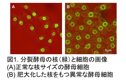 研究成果 増殖する細胞の核サイズの調節に重要な細胞内プロセスを発見 ｍrnaやタンパク質の核内蓄積や異常な脂質代謝が核の肥大化を誘発 広島大学
