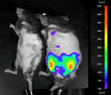 A non-invasive way to assess the anti-inflammatory properties of functional foods against obese adipose tissue.