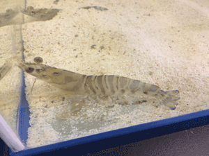 Kuruma shrimp cultured in 3.4 % salinity tank